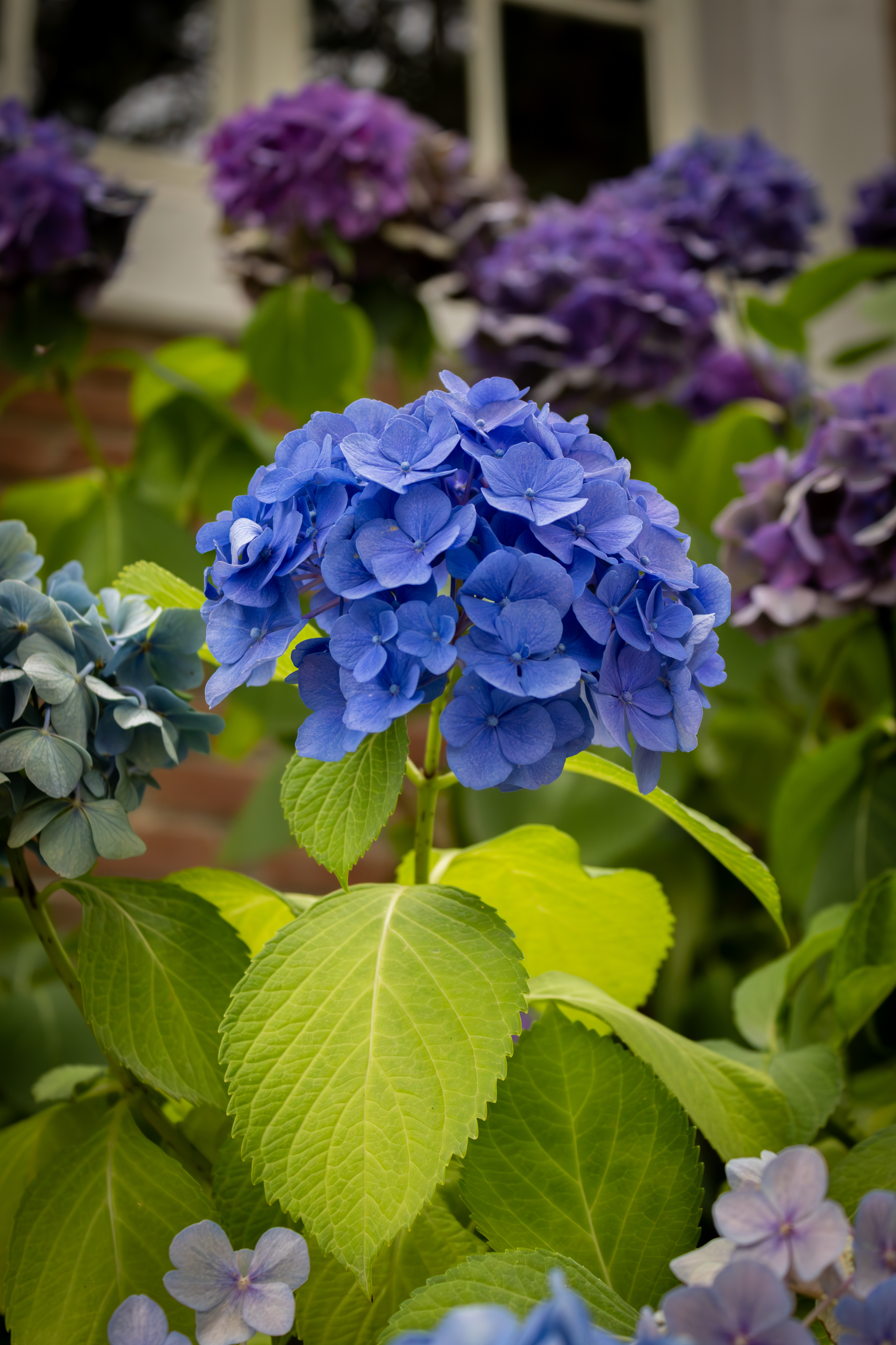 Hortensia